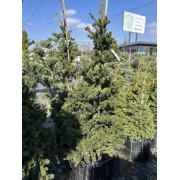 Ялина колюча Лакі Страйк 170-200 см